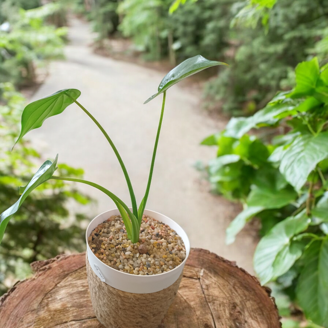 Décoration de plante naturelle avec un pot tissé en raphia