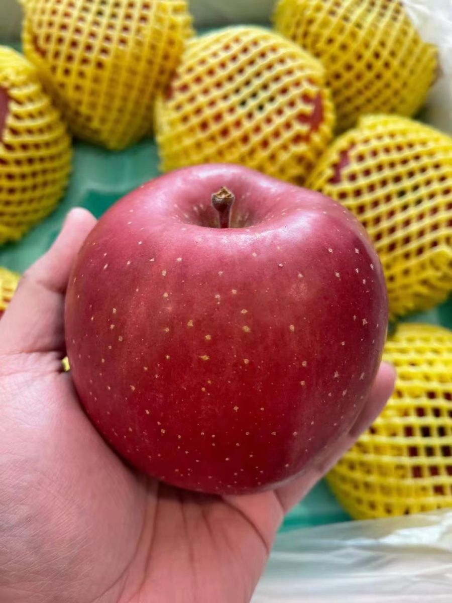 Jap Aomori Fuji Apple