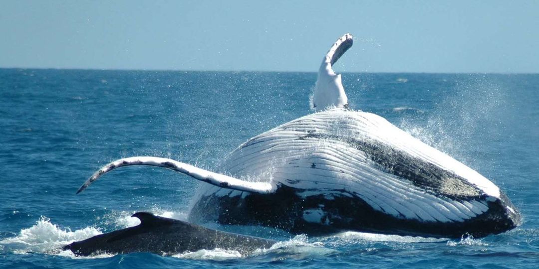 Whales watching and Bacardi Island 