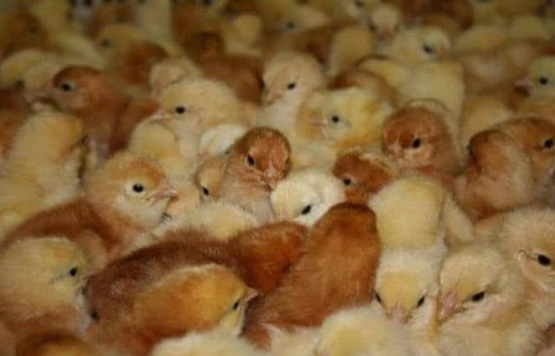 Layer Chicks