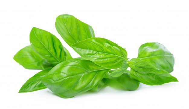 Basil