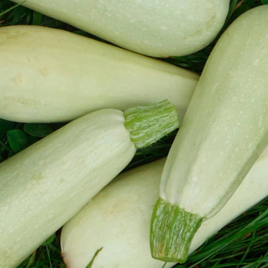 Courgette