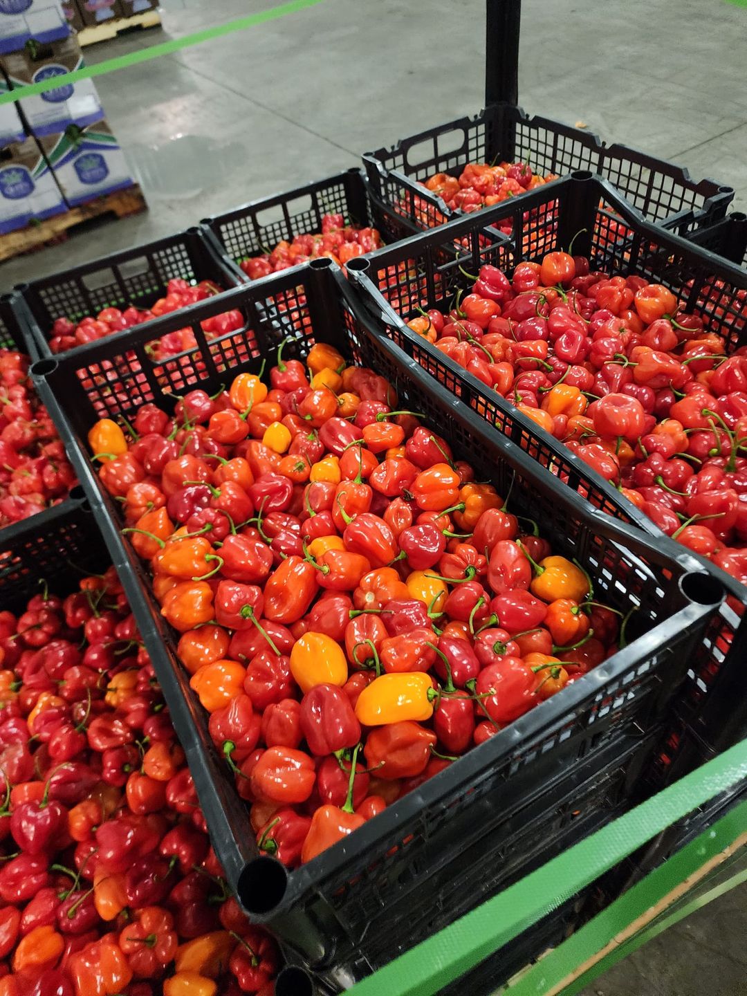 Habanero pepper