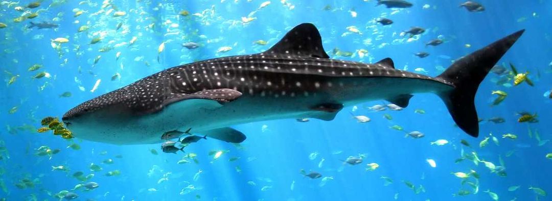 Whale Shark Trip