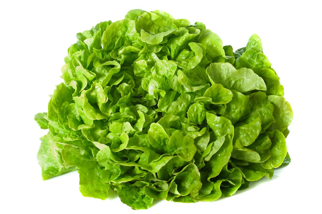 Salade verte