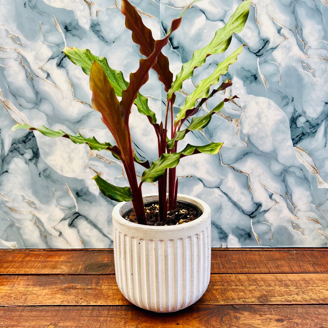 Calathea Rufibarba 12cm