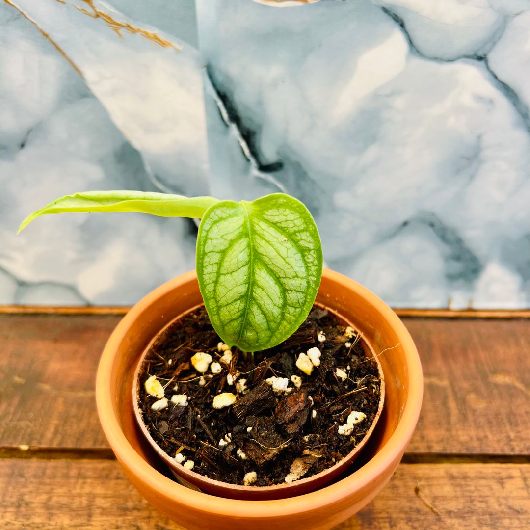 Monstera Siltepecana