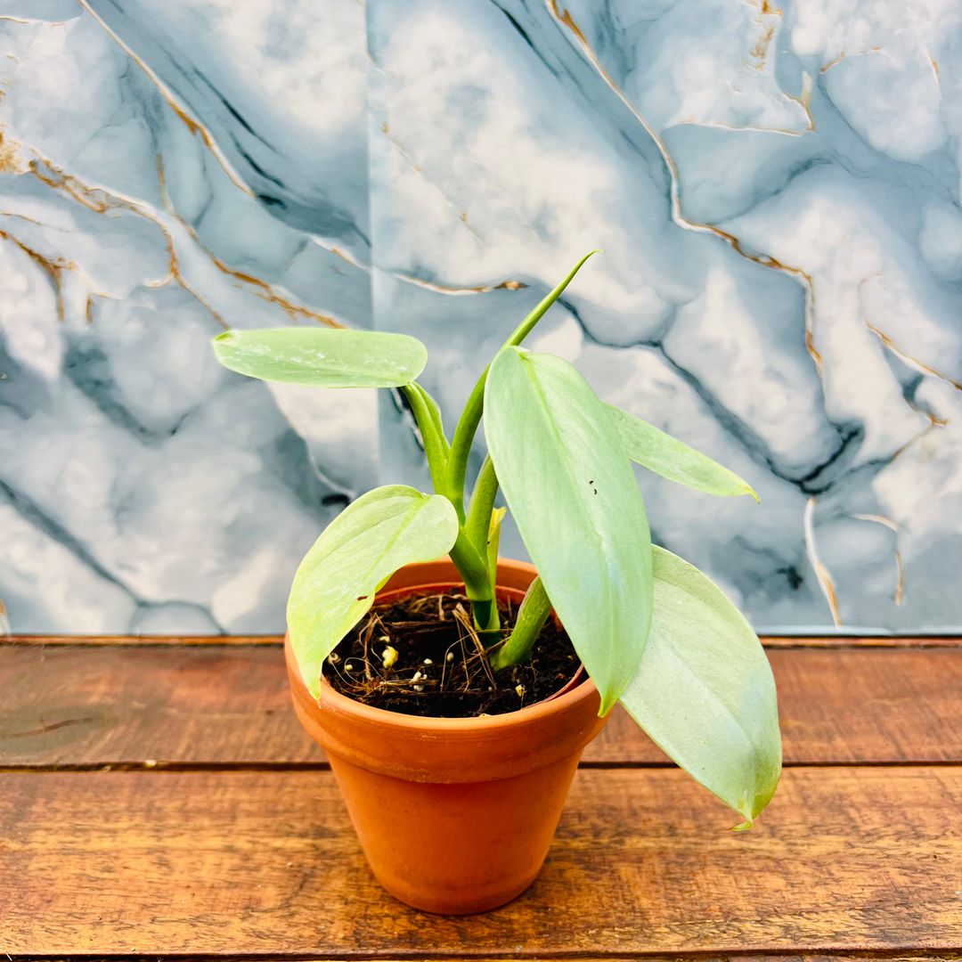 Philodendron Silver Sword - 7cm