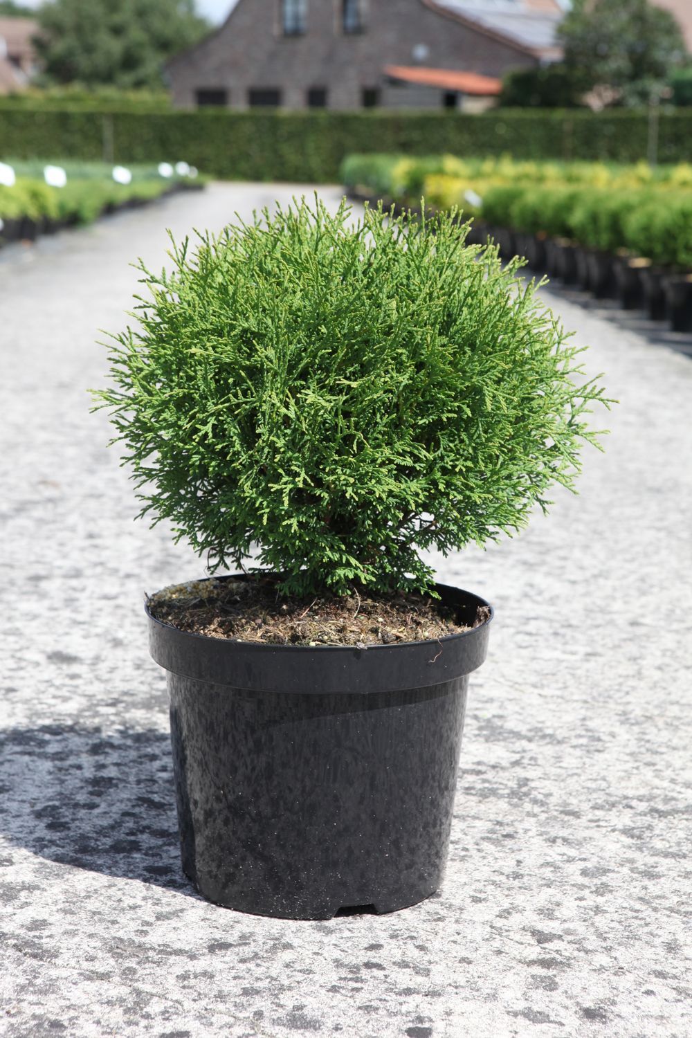 Thuja occidentalis 'Tiny Tim'