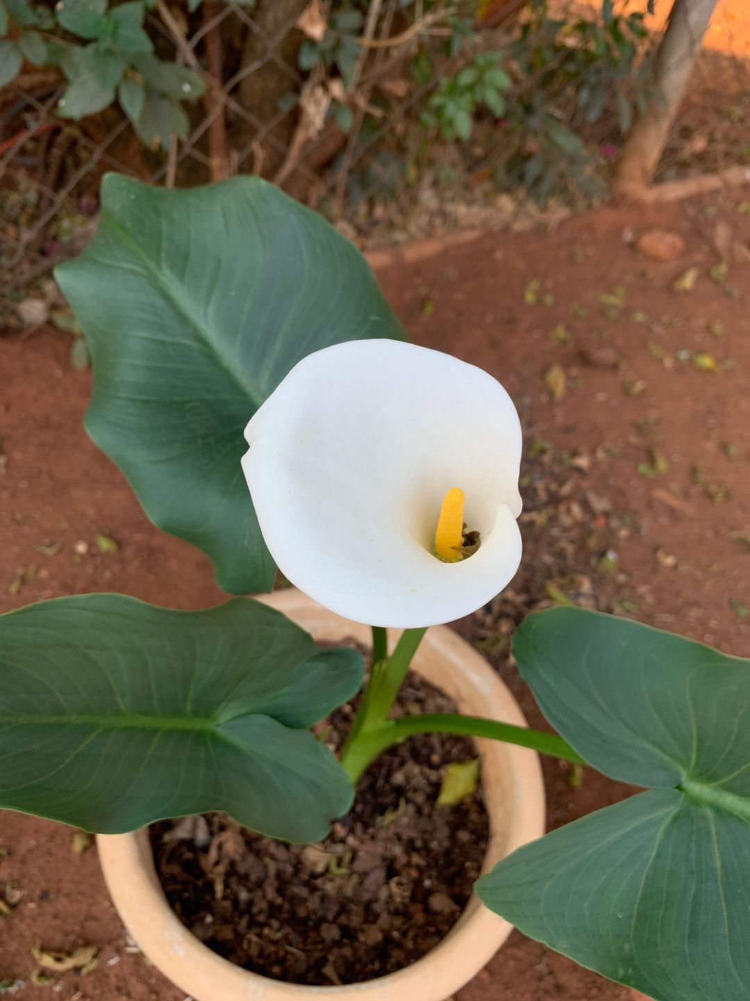 calla lily