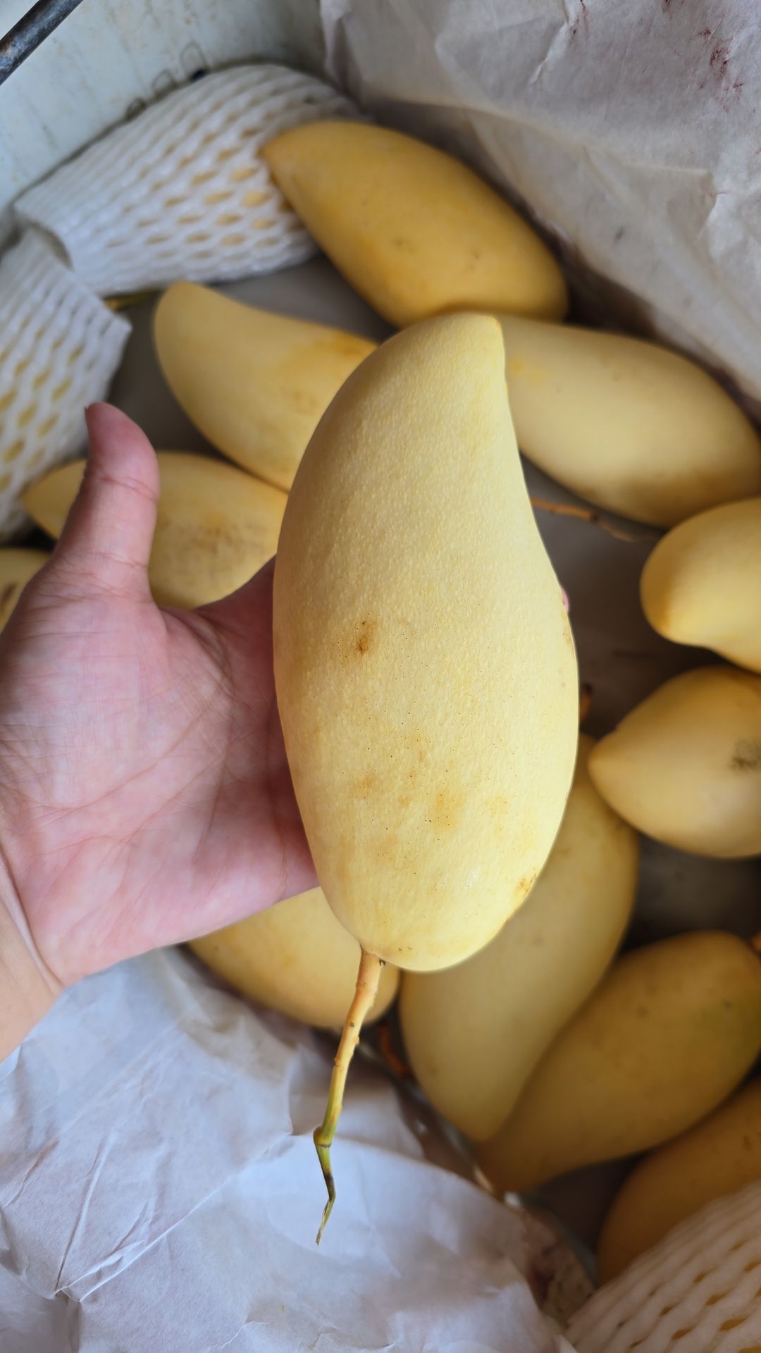 Thai Honey Mango (4 per set)