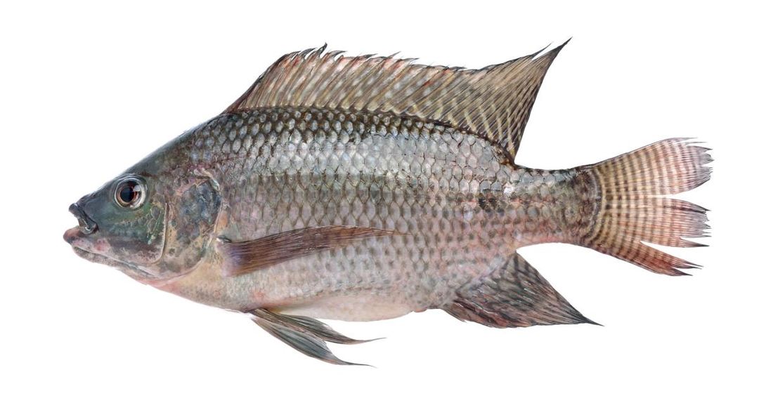 Wass (Tilapia)