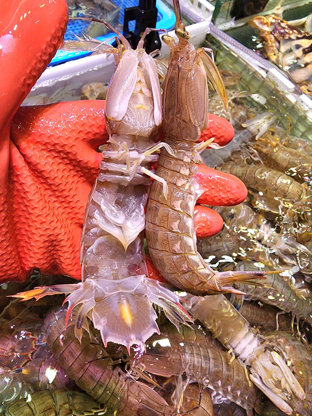 本地有膏尿蝦🦐（半斤）（約9-11隻）