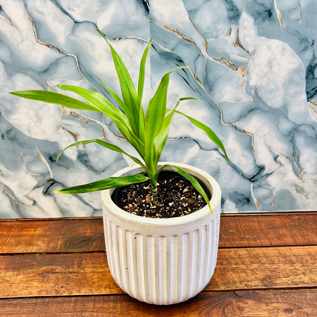 Dracaena Americana - 12cm