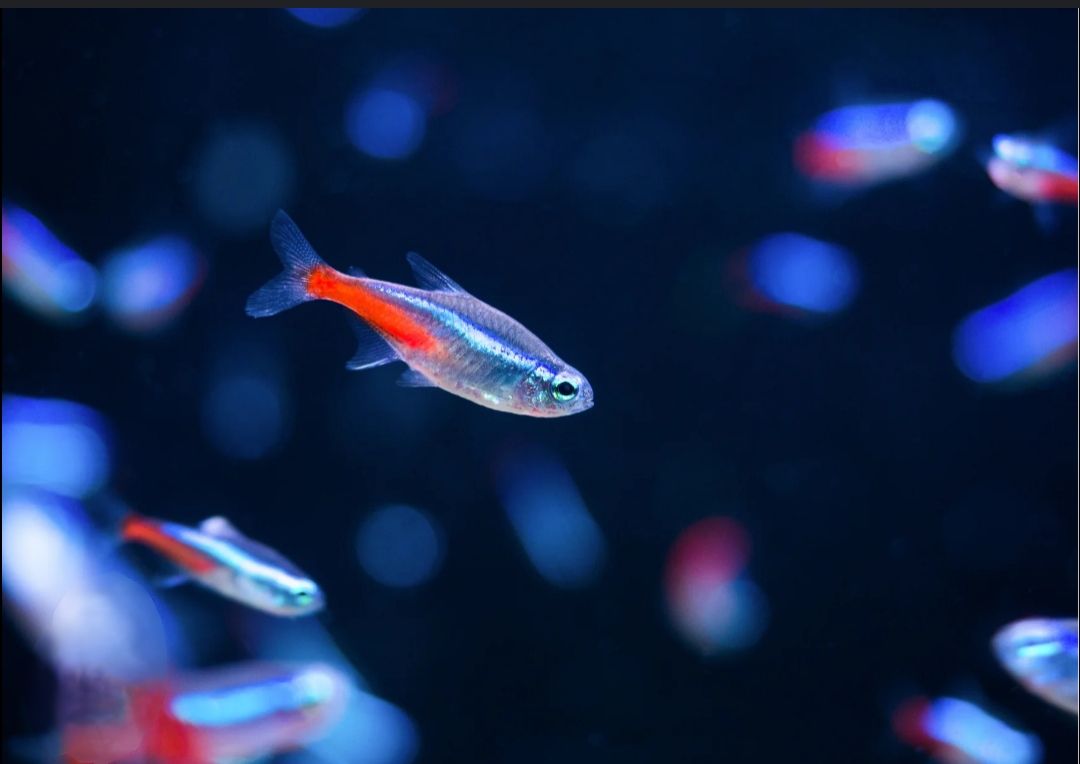 Neon Tetra