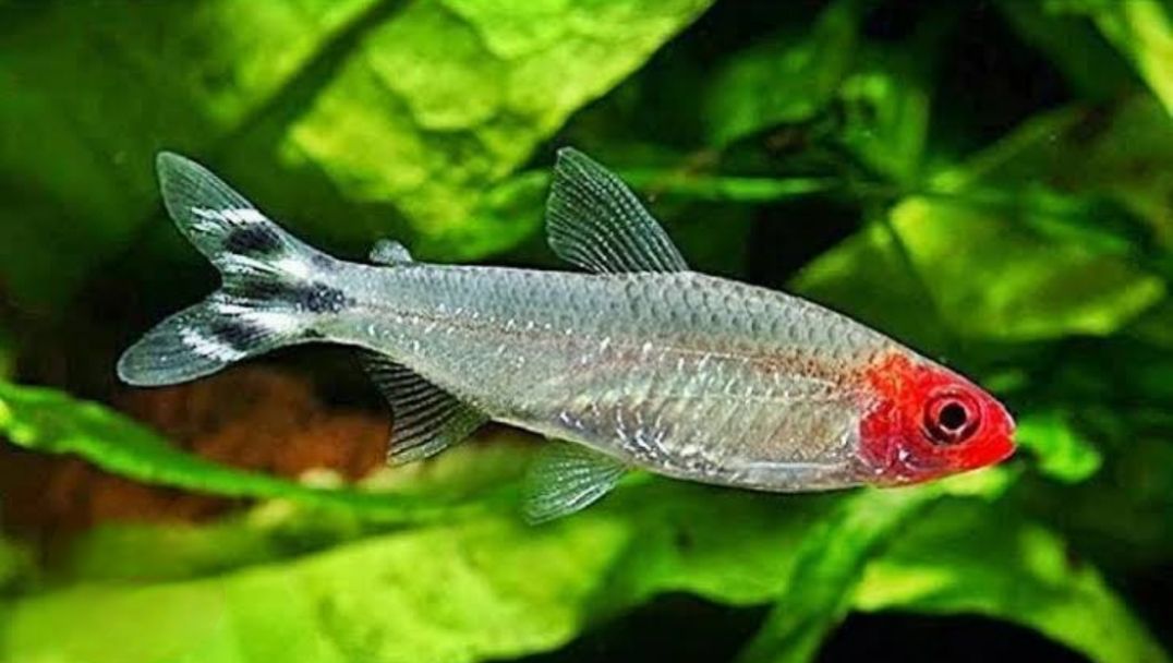 Rummy Nose Tetra