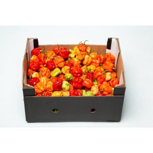 Scotch bonnet pepper/Rodo/Hot pepper Box