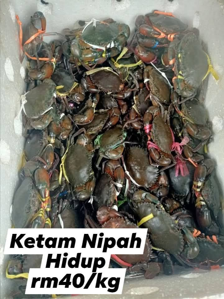 Ketam Nipah Hidup