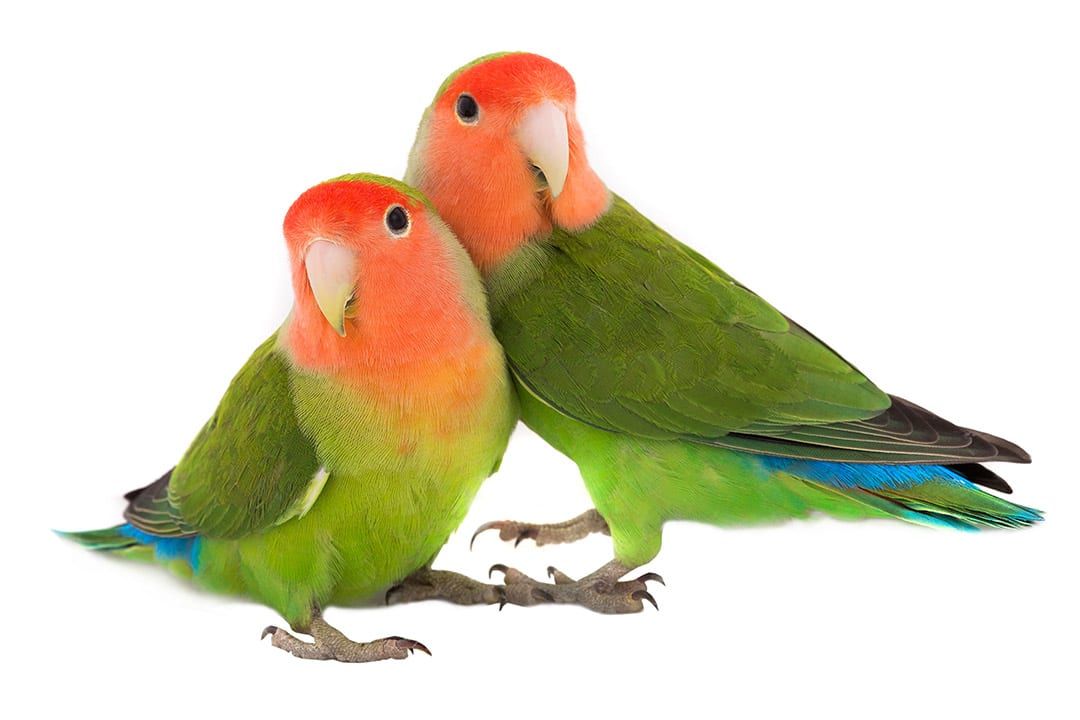 Lovebirds Peach Face