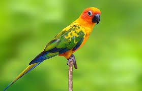 Sun Conure