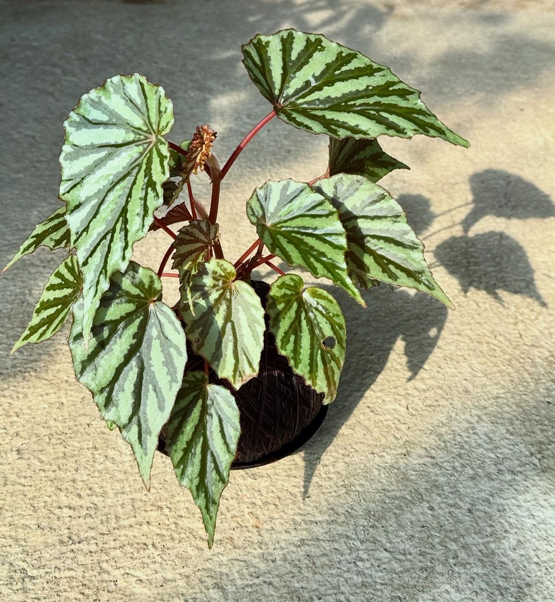 Begonia Kokedama