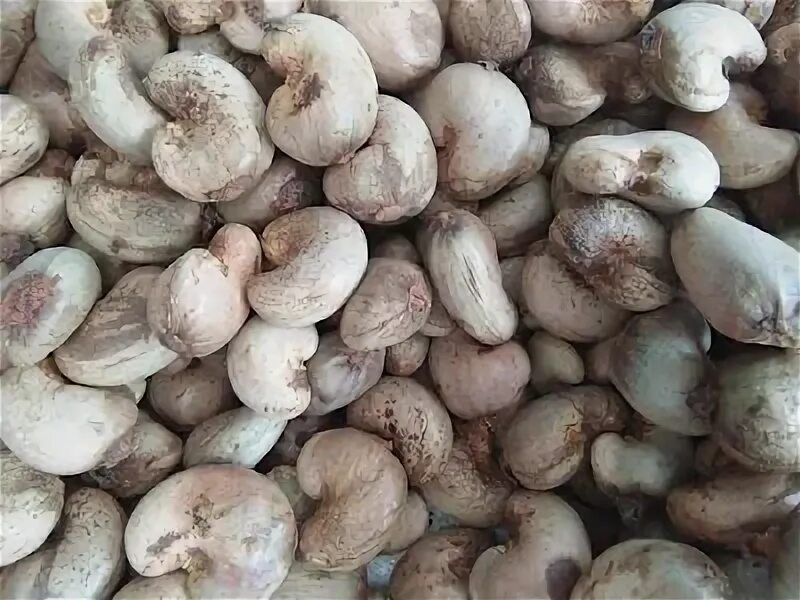 Cashew (raw)| மரமுந்திரி