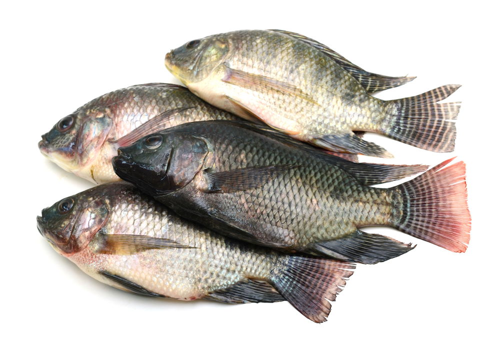 Tilapia