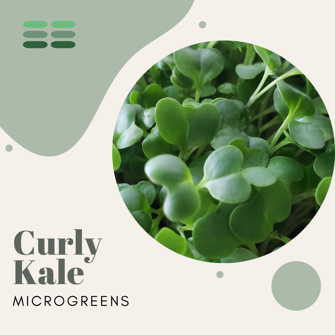 Curly Kale Microgreens Seeds