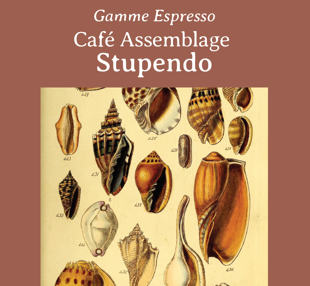 BLEND-STUPENDO - ESPRESSO