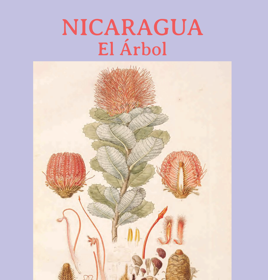 NIC- EL ARBOL - ANAEROBIQUE - FILTRE