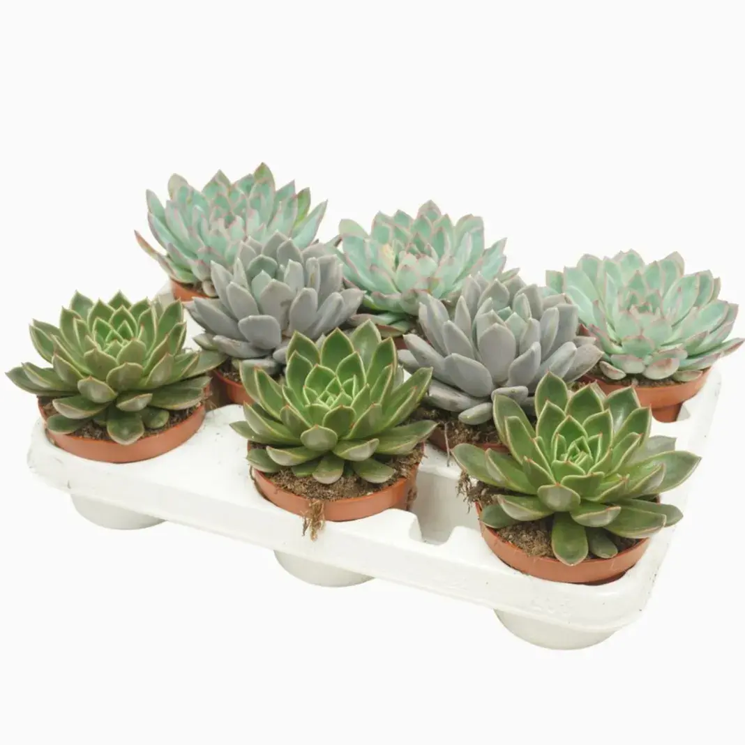 Echeveria Mix Variety 1 Piece