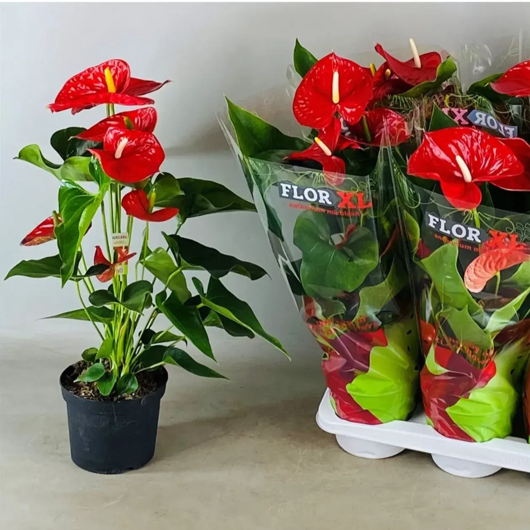  Anthurium Royal Red Small