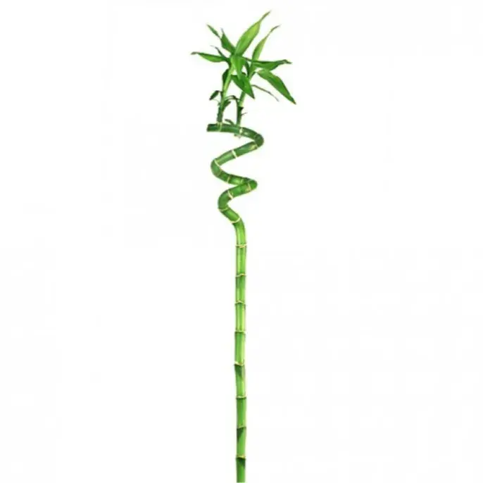  Lucky Bamboo Stick