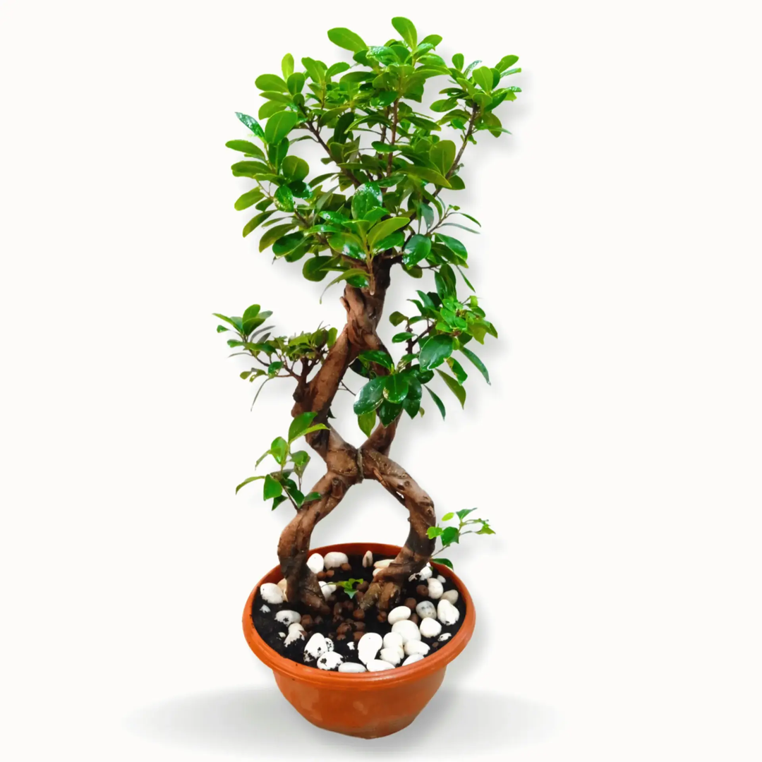 Ficus Microcarpa Ginseng Bonsai - 8 shape