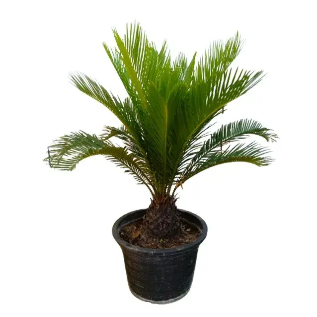 Cycas Revoluta Small