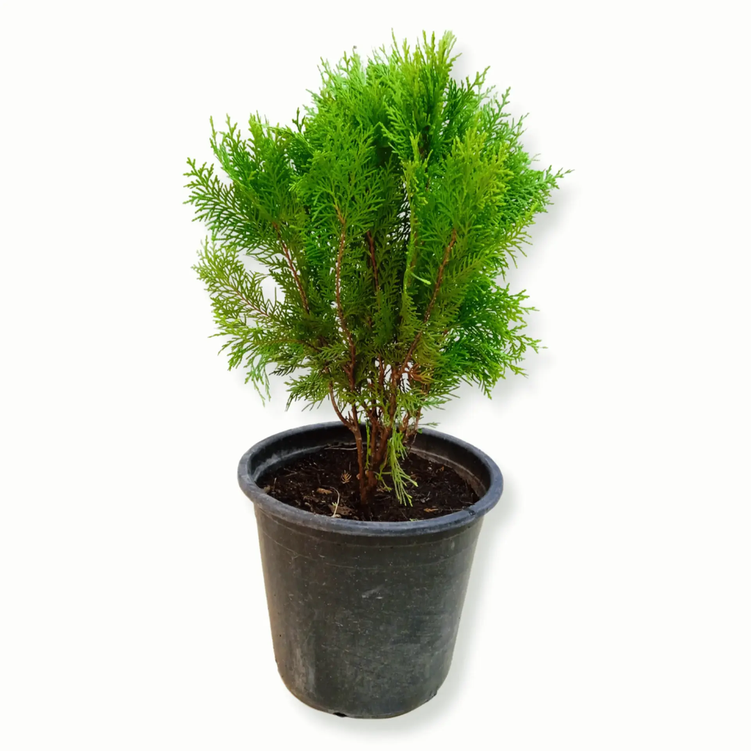 Thuja