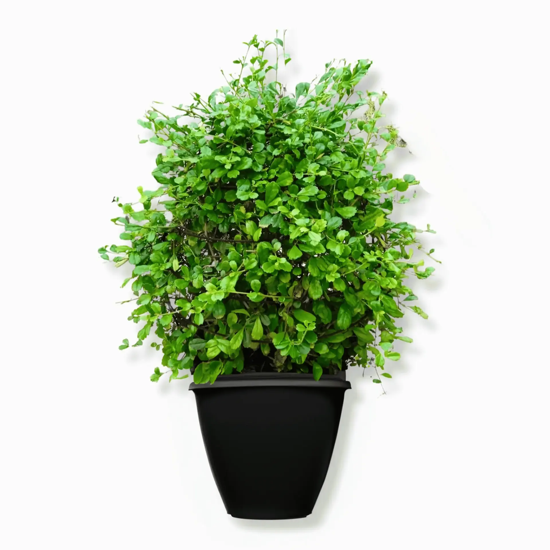 Ehretia Microphylla Ball shape