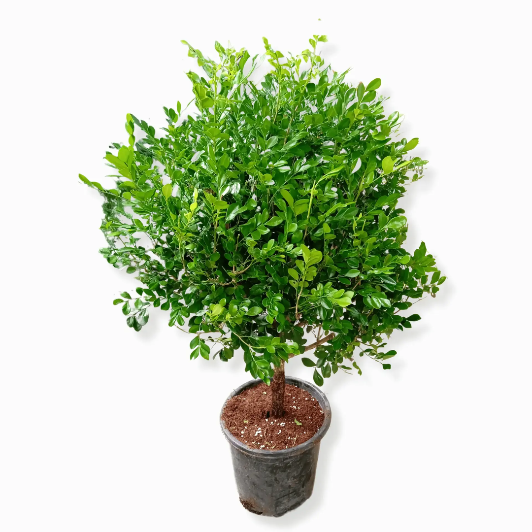 Murraya Paniculata- Round Shape