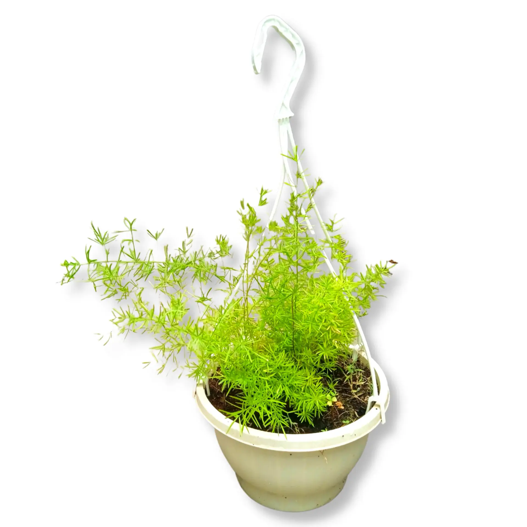 Asparagus Fern Hanging