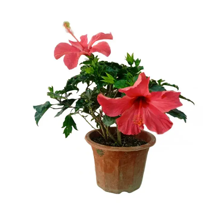 Hibiscus- Ruby