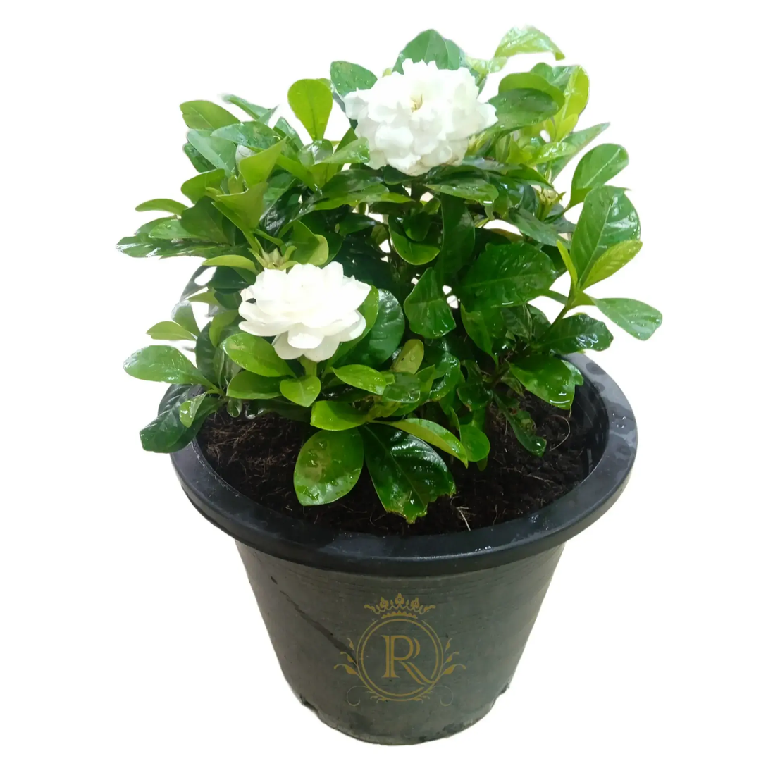 Gardenia Big