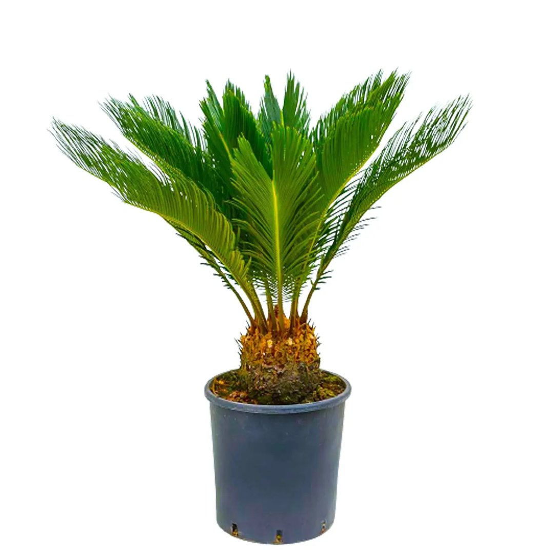 Cycas Revoluta Big