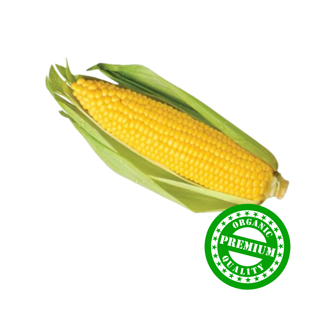 Organic Sweet Corn 