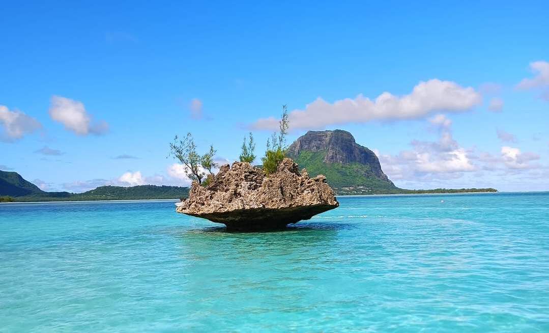 Bénitiers Island & Dolphins 🏝️🐬