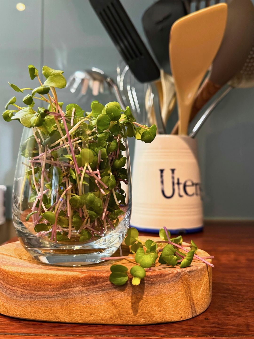 China Rose Radish Microgreens - 30g