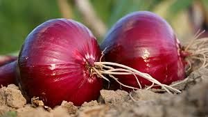 Small Onions