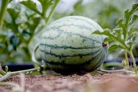 Small Watermelon