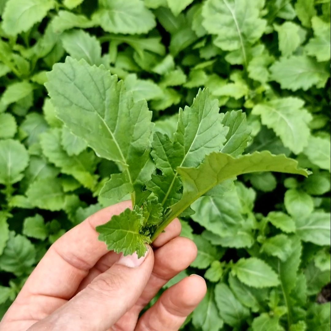 Mierikwortel blad baby / Horseradish leaf baby