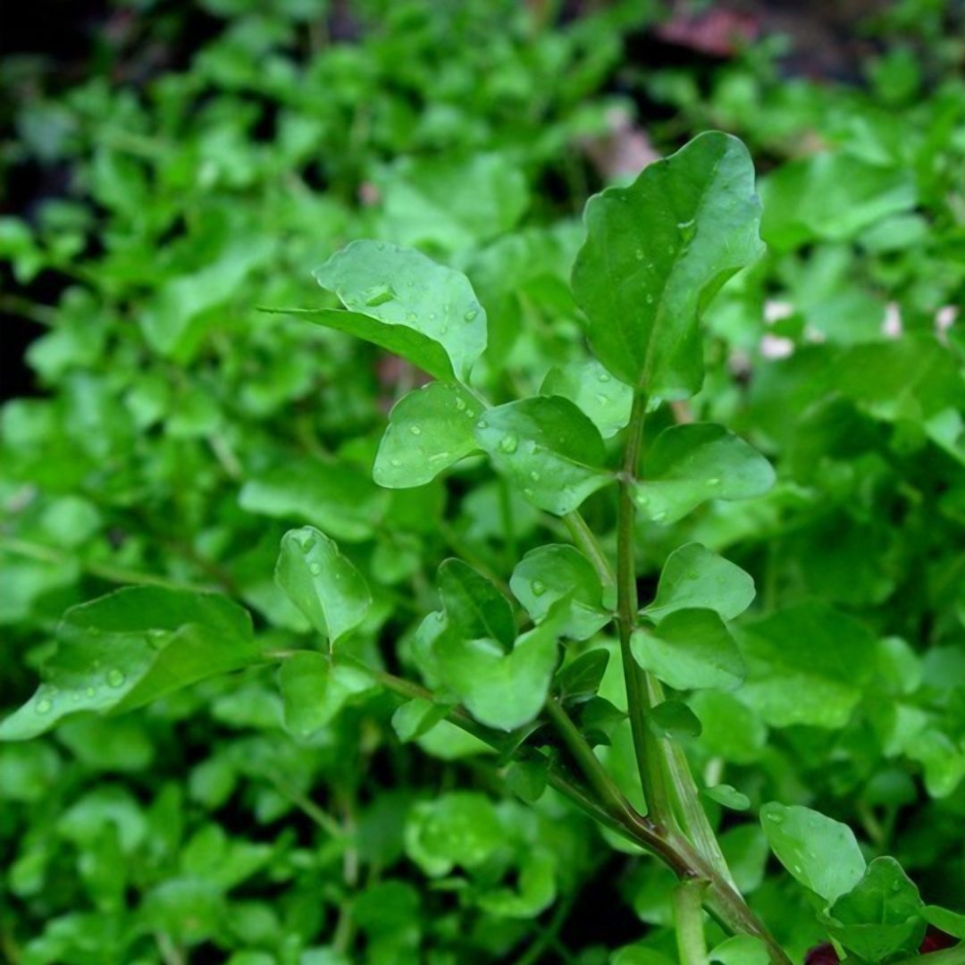 Waterkers topjes/ Watercress tops