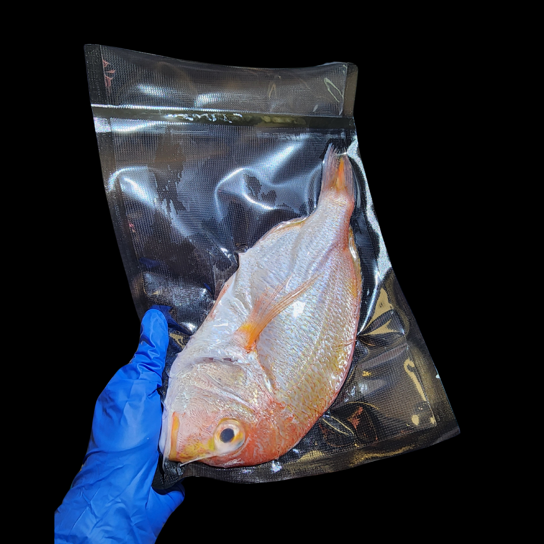 日本波𩶘魚🧊(約11兩)(已清洗及處理好)